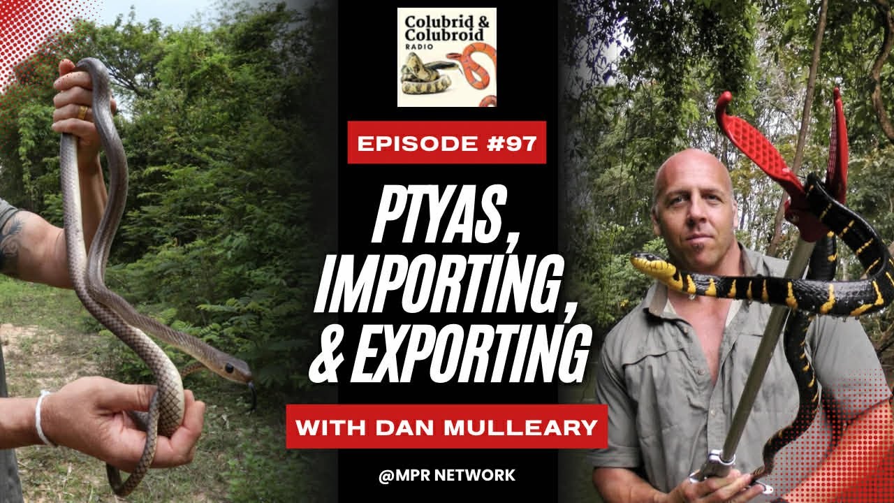 Pytas, Importing, & Exporting