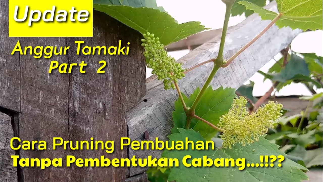 Cara Membuahkan Anggur Tamaki Tanpa Pembentukan Cabang Primer,Sekunder & Tersier Part 2