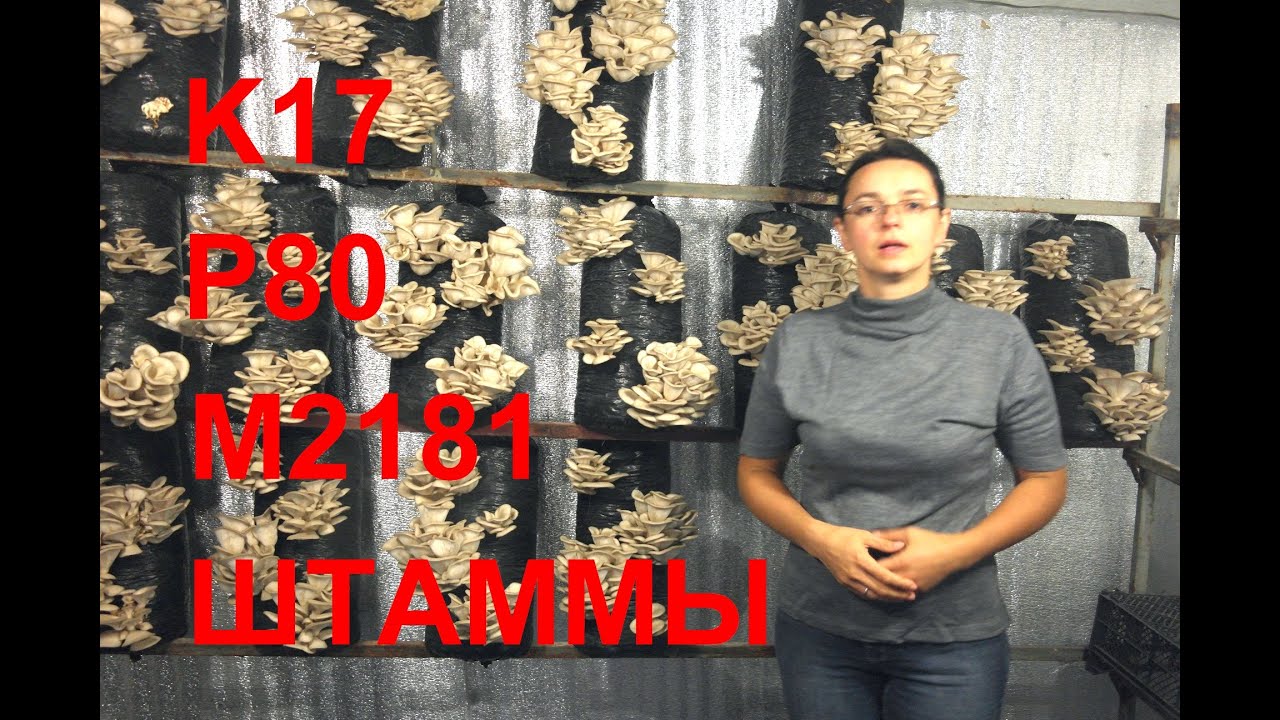 ВЕШЕНКА штаммы К17, Р80, М2181 летом, внешний вид и сравнение 牡蛎株K17，P80，M2181夏天，看起来和比较