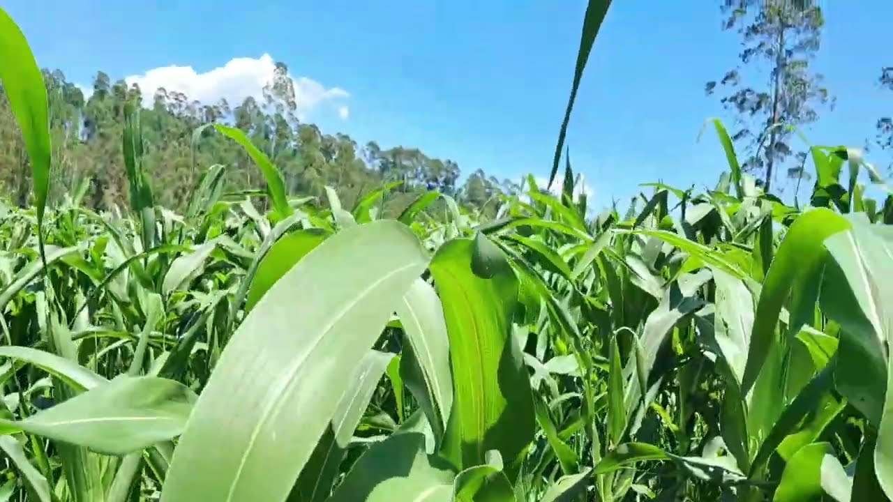 A CADA TRABALHO REALIZADO NA FAZENDA , NOS ENCHEM DE ALEGRIA E GRATIDÃO #fazenda #vida no campo 