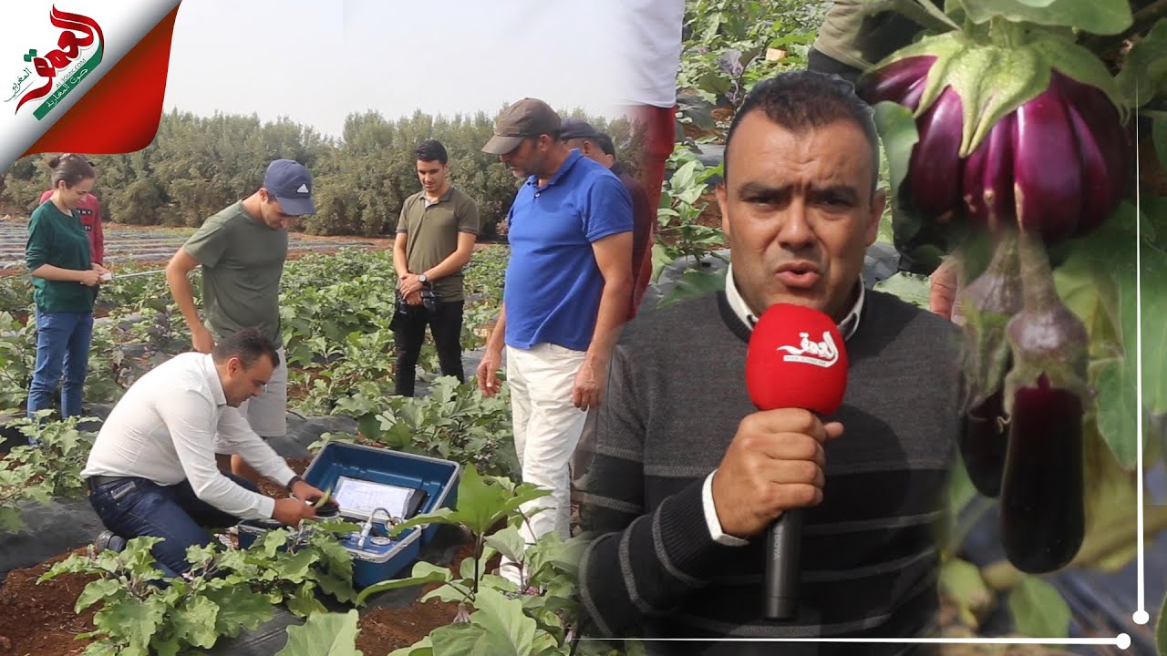 ابتكار فريد من نوعه بالناظور.. باحثون يطورون بذور 40 نوعا من الباذنجان مقاوم للجفاف