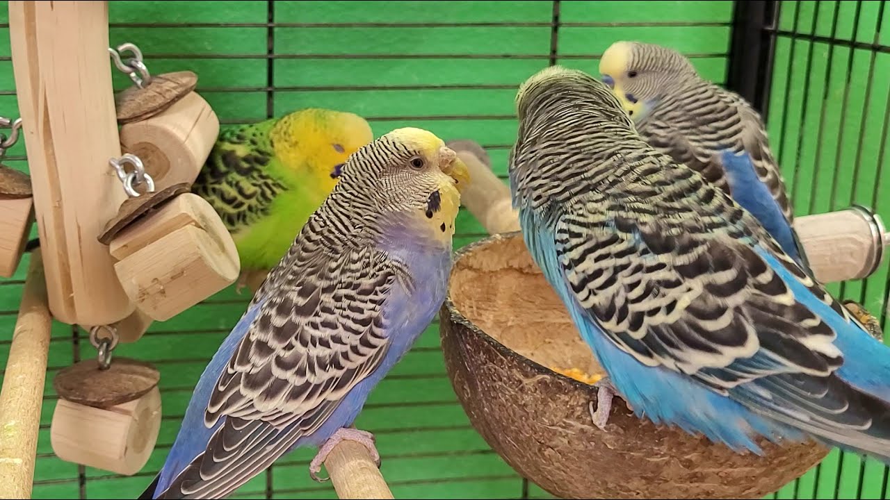 happy budgie sounds