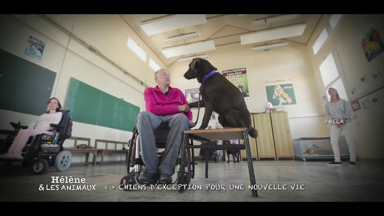 Teaser : Chiens d’exception pour une nouvelle vie
