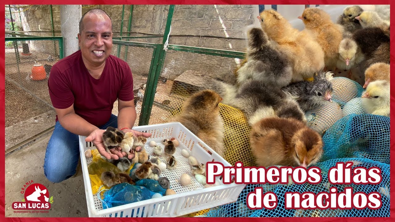 Pollitos de raza recién nacidos🐣, primeras atenciones al salir de la incubadora | Granja San Lucas