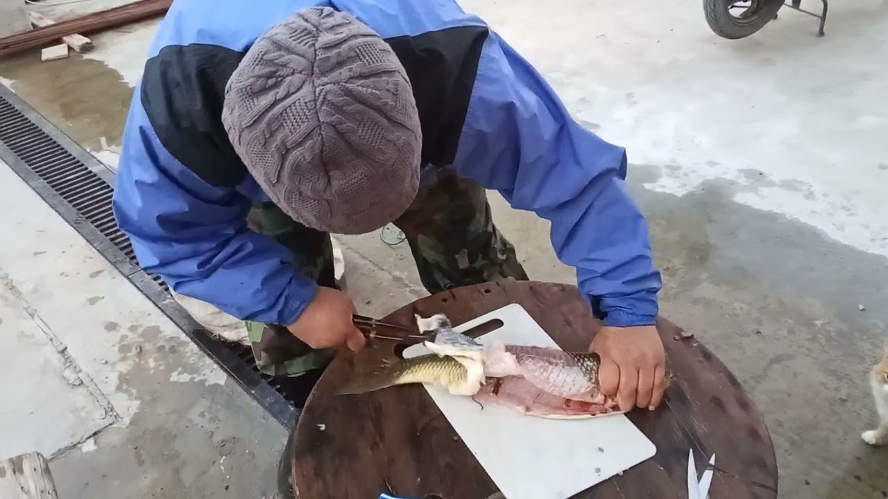 طريقة سلخ سمك الشبوط 