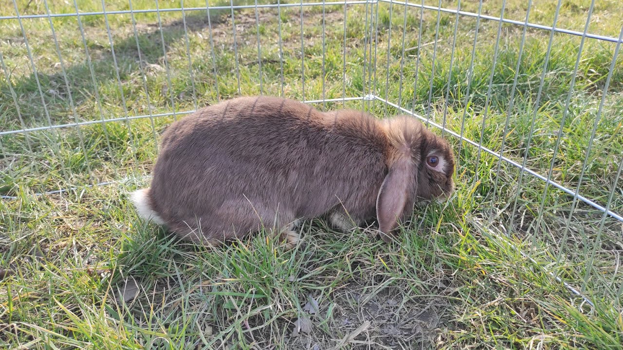 Törpenyulak kinti tartása
