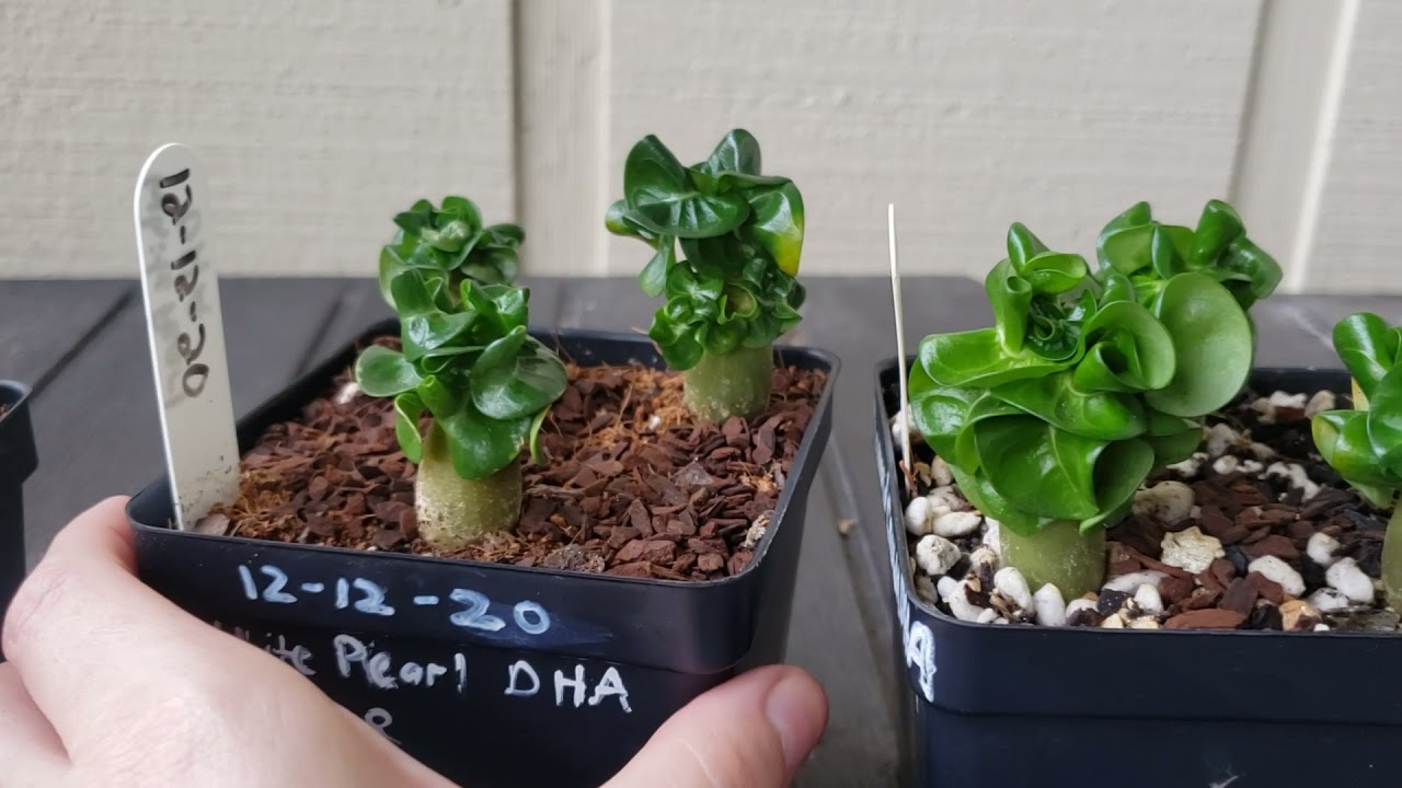 Dorset Horn Adenium babies. DHA