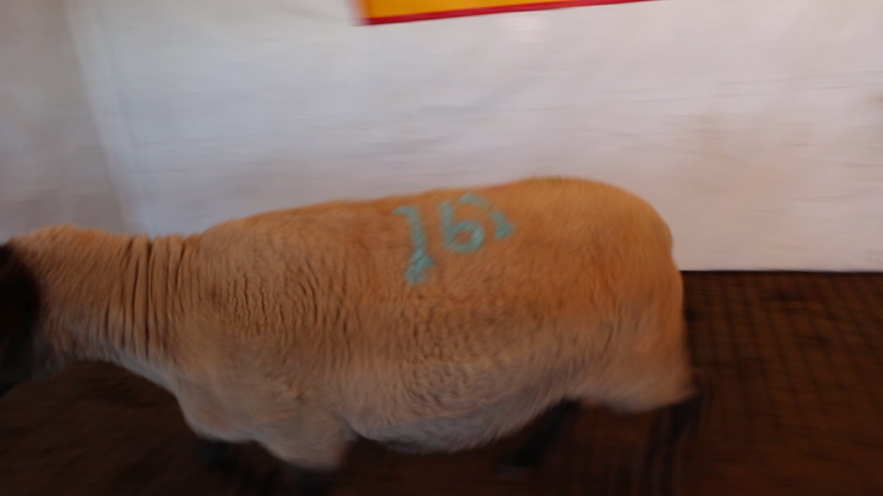 Tag 161