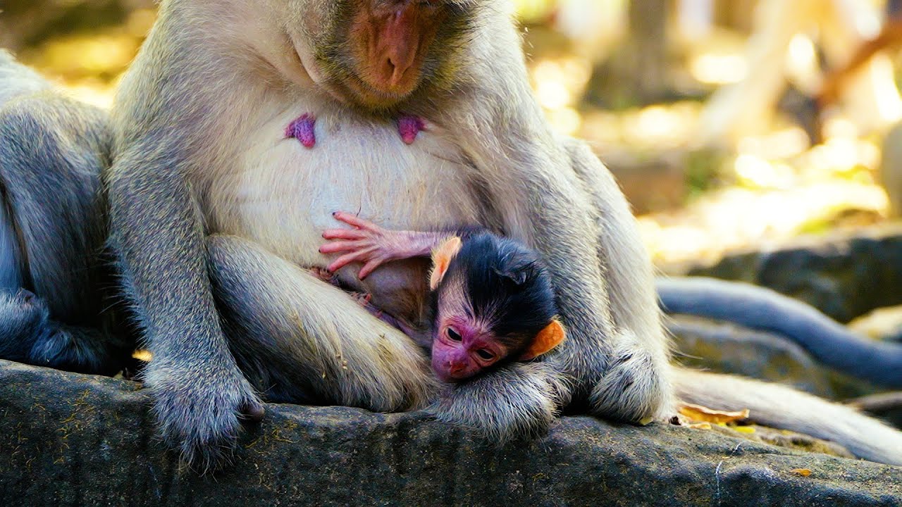 You Won't Believe Her Reaction: A Poor Mom Monkey Meets Her Newborn | FULL VIDEO