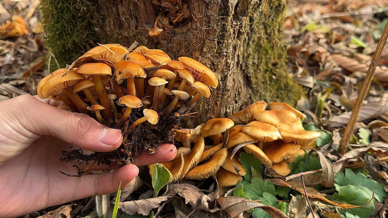 きのこ狩り　天然エノキタケが山ほど採れる時期