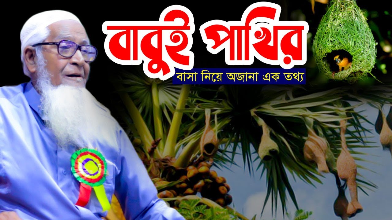 বাবুই পাখির বাসা নিয়ে অজানা এক তথ্য | আল্লামা লুৎফুর রহমান | Allama Lutfur Rahman | SP Muslim TV