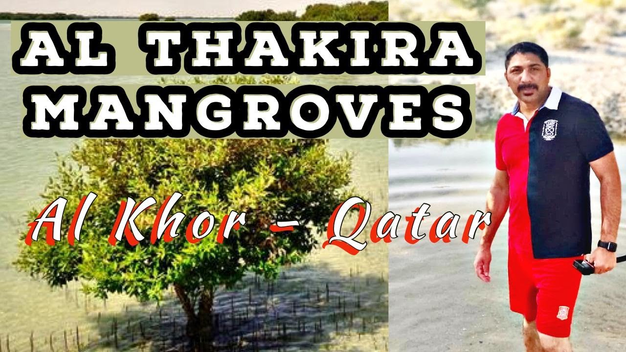 Al Thakira Mangroves Forest Beach | Tourist Place in Qatar  | Al Khor Beach | English Vlog