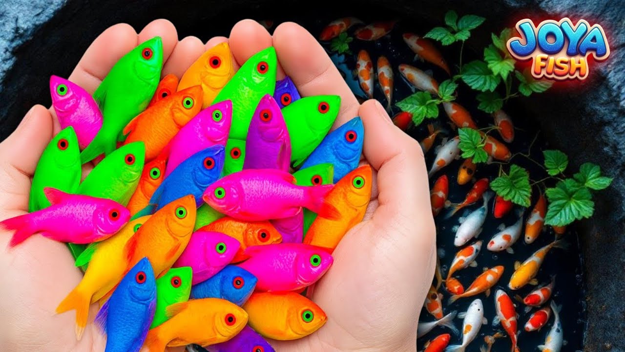 Tangkap ikan hias air tawar warna-warni, ikan mas, penyu bayi, koi, ikan glow fish, manfish