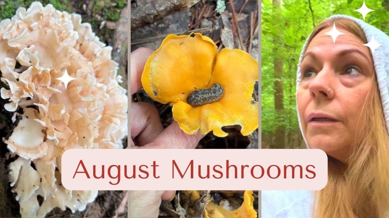 August Mushroom Walk North Georgia USA