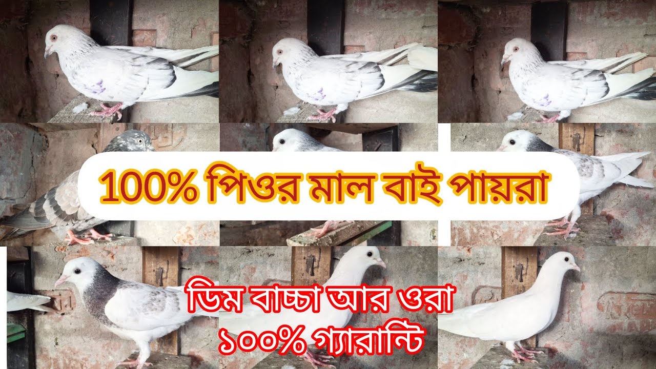 গরম আসছে , তাই শুধু মালবাই পায়রা উড়বে  চুঁচুড়া ব্যান্ডেল#pigeon #pigeonsale # মাল বাই পায়রা  