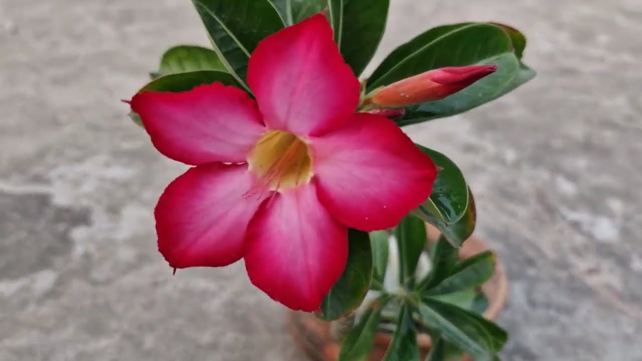 দইয়ের পটে অ্যাডেনিয়াম (adenium) চাষ