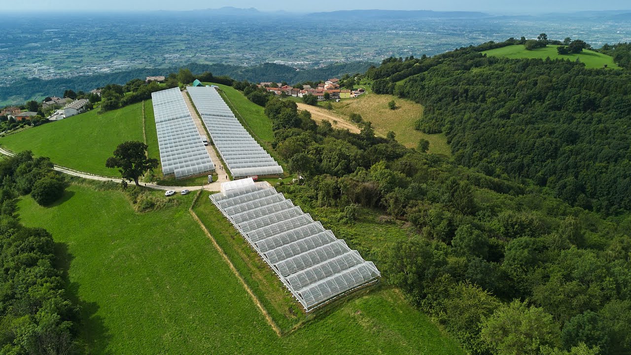 Discover strawberries on the Asiago plateau | Idromeccanica Lucchini