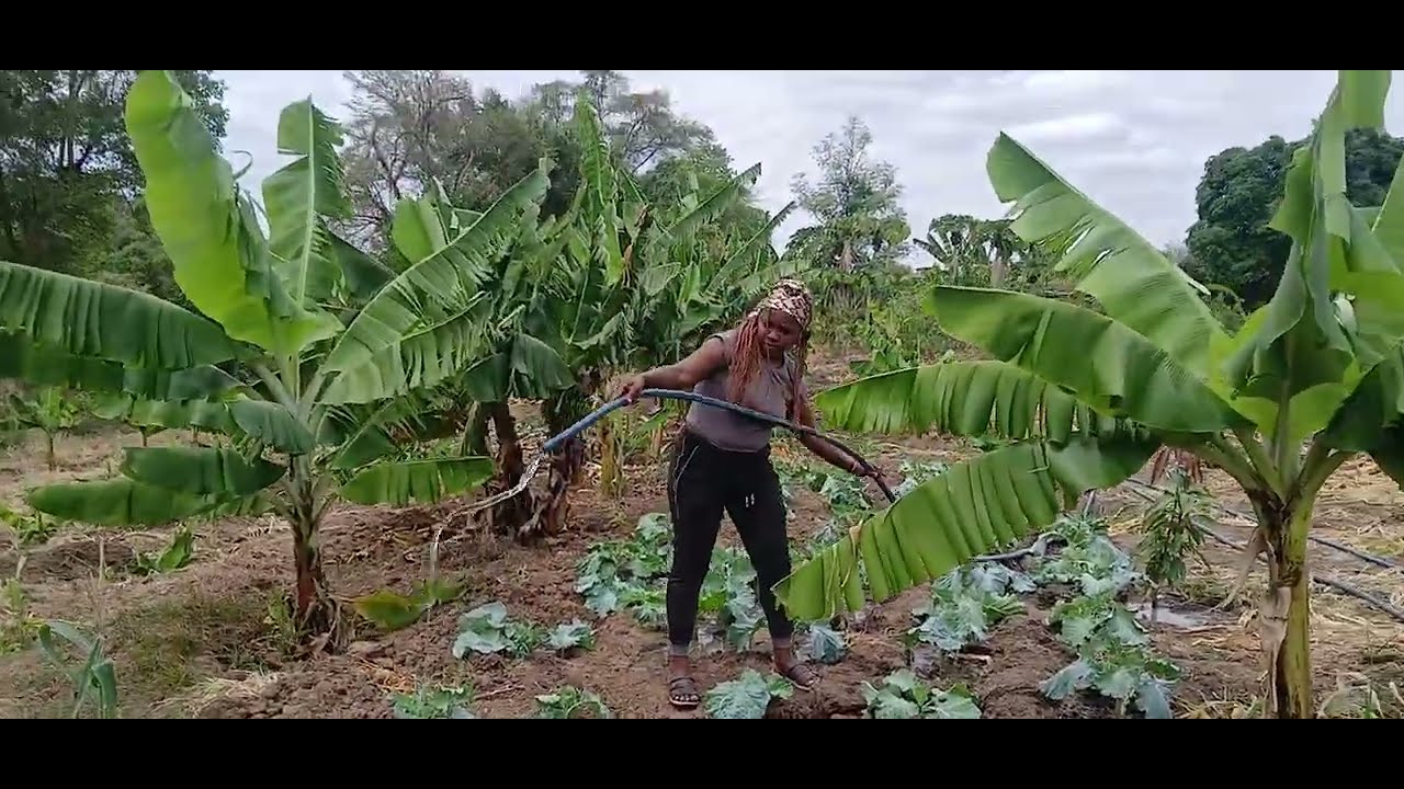 Solar Energy Irrigation in Village/Easy Work Done!