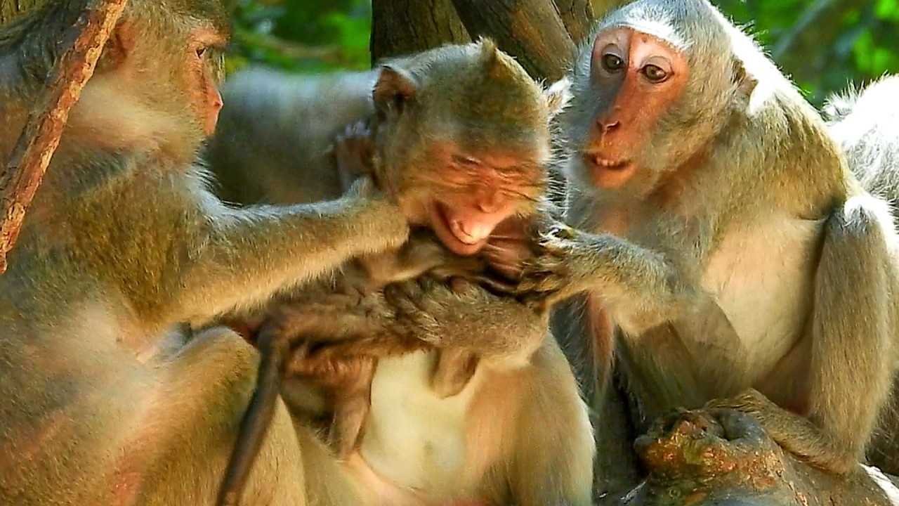 OMG.. Mom JAZZY could not divide her kid to two parts.