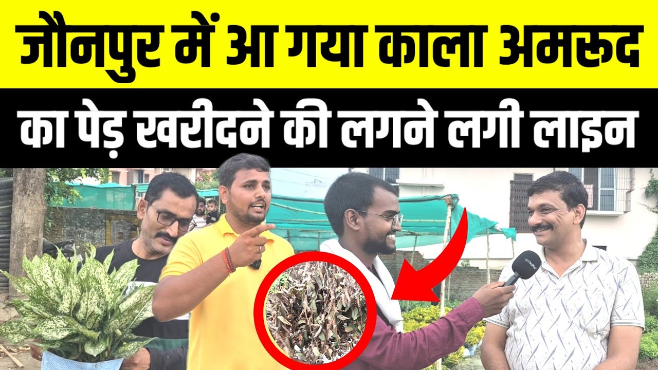 #Selvasgreenshahganj jaunapur mein aa gaya kaala amaroodka ped khareedane kee lagane lagee lain