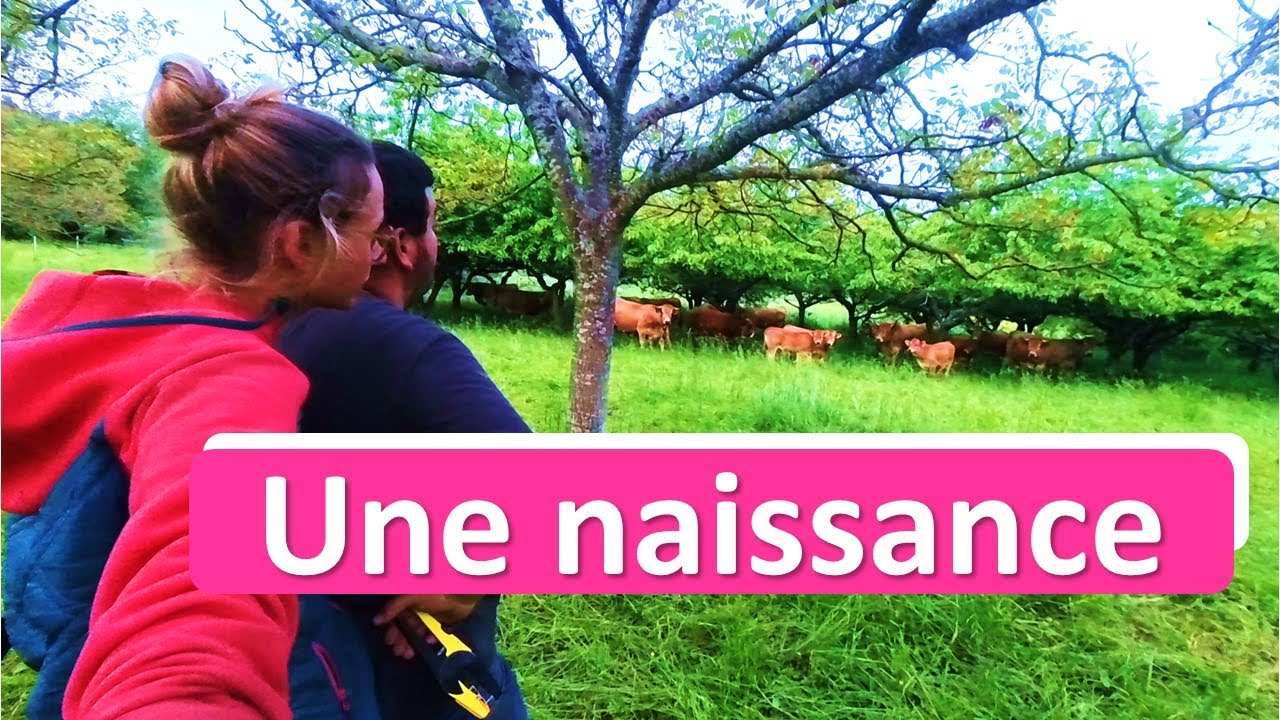 De la pluie, des clôtures, des mises bas