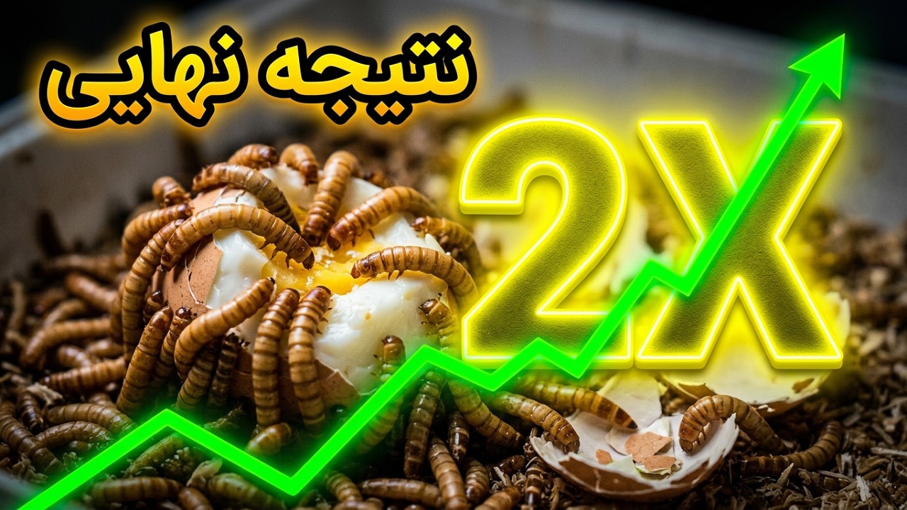 استفاده از تخم مرغ در تغذیه میلورم چه تاثیری دارد ؟ , آموزش پرورش میلورم , پرورش سوسک تاریکی