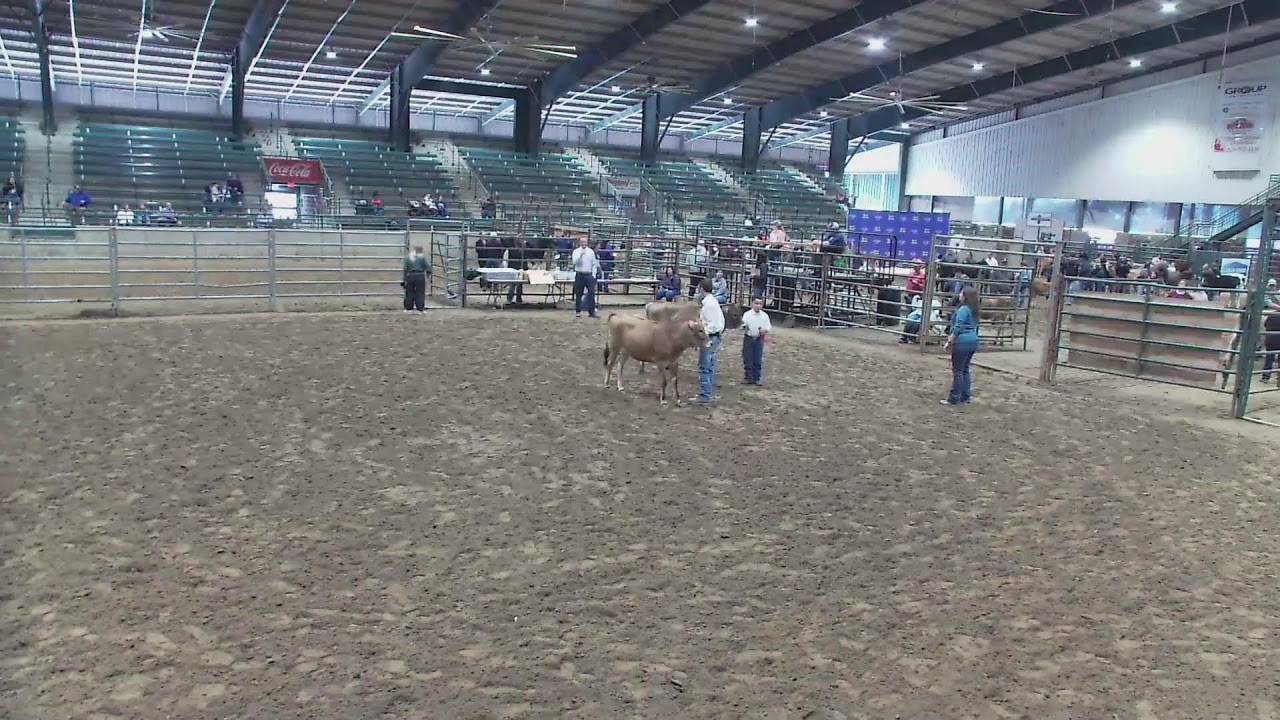 Dairy Cattle