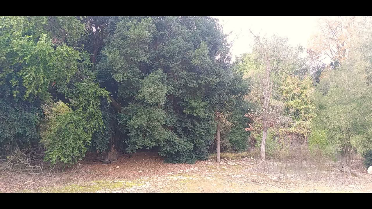 Quillay Peumo y Boldo - &Aacute;rboles nativos de Chile