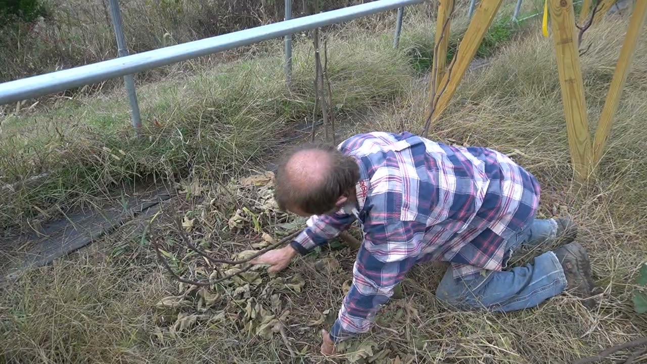 Pruning and Shaping my  Fig Trees For Cold Climate
