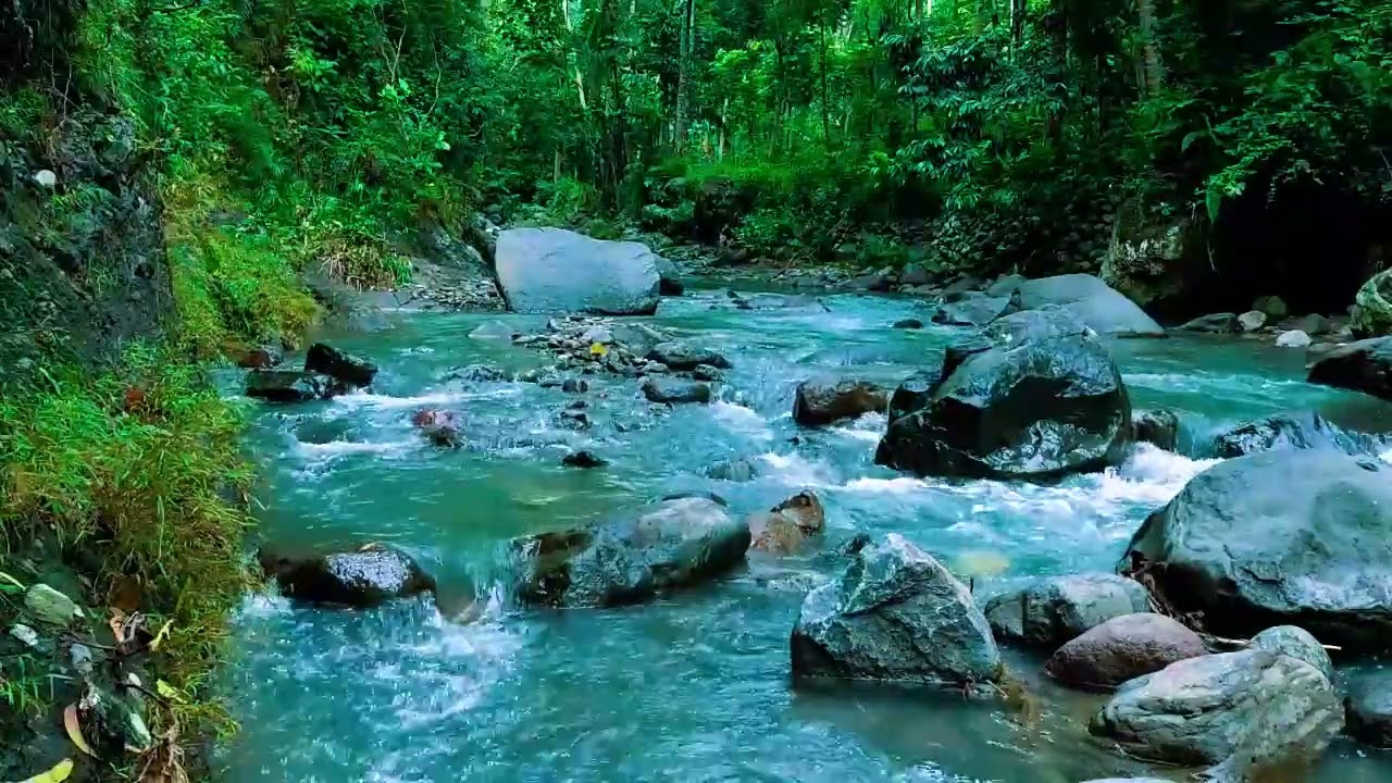 forest Ambience, Peaceful Forest Stream, Nature Sounds for Calm and Inner Balance