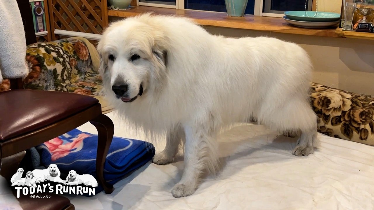お母さんの掃除の出来栄えを厳しくチェックするアランです　Great Pyrenees　グレートピレニーズ