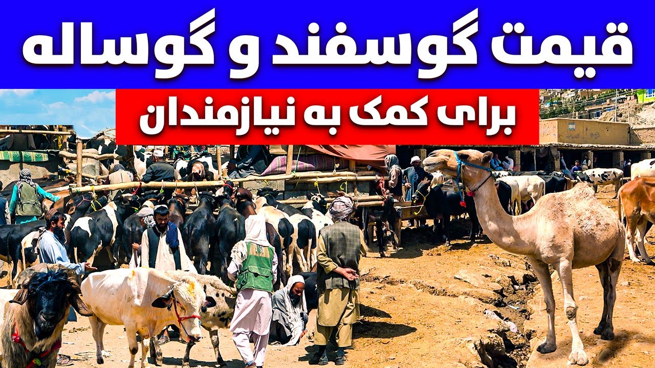 گزارش ویژه از قیمت گوسفند و گوساله برای کمک به نیازمندان