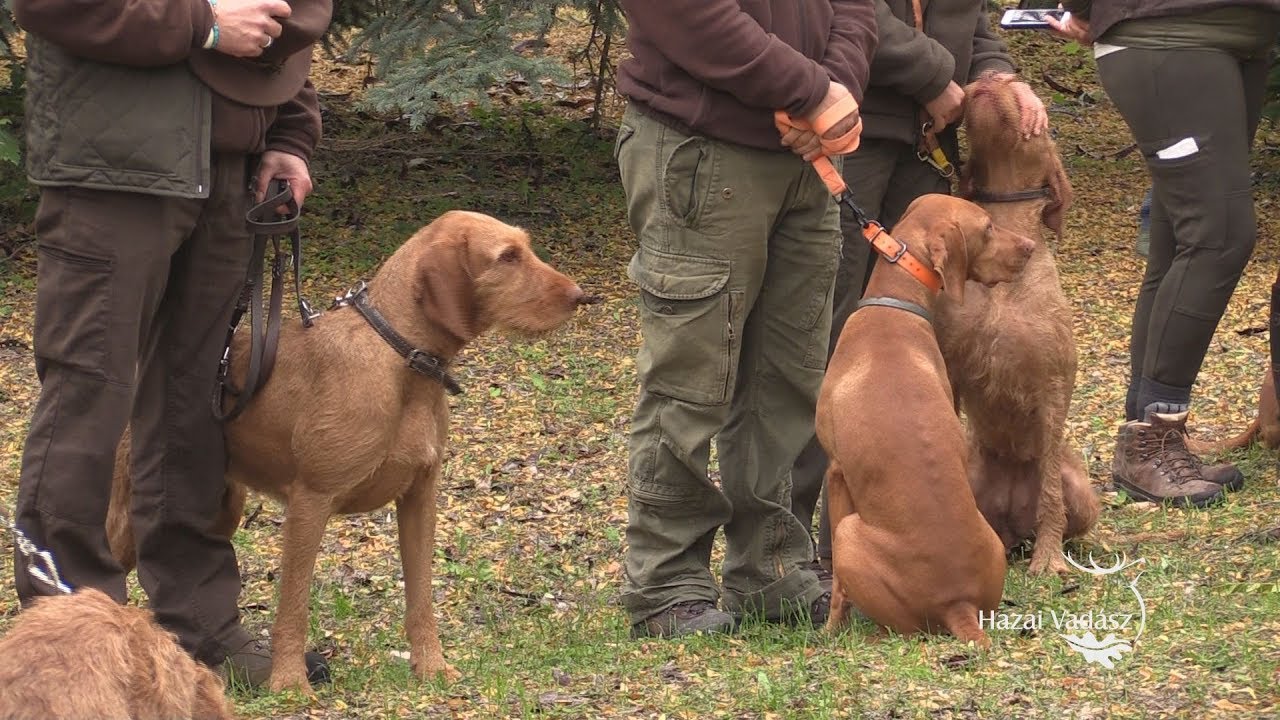 XVIII. CACIT Speciális Magyar Vizsla Verseny - 189. adás - 2017.11.18-i adás