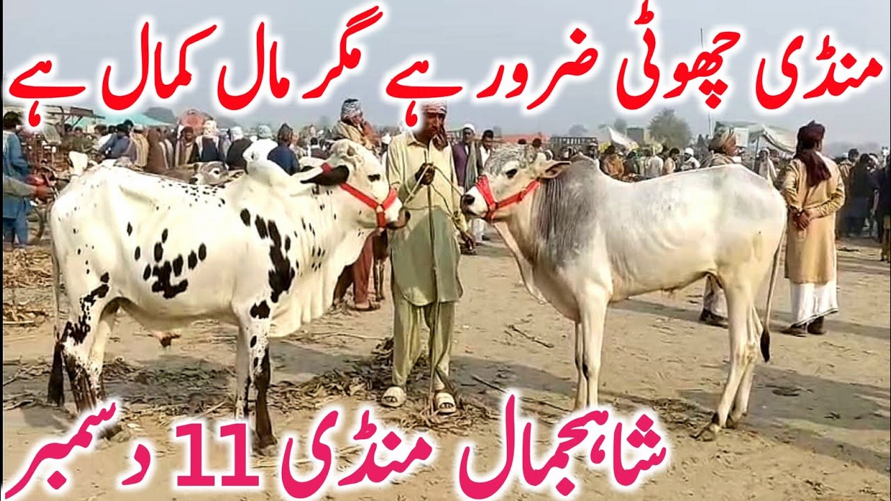 Shah Jamal Mandi 2025 | Rajinpuri Bakre, Cholistani Bachre And Kattay | Global Village Farming