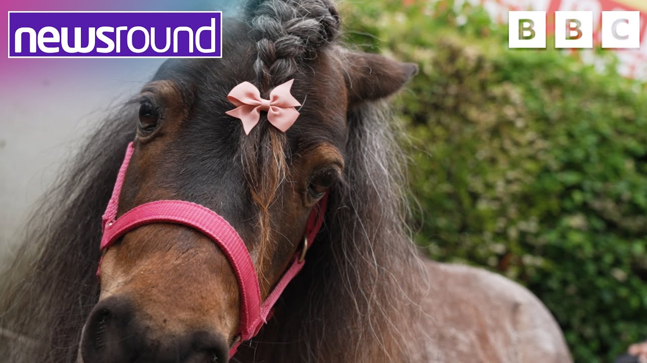 Meet the therapy ponies that are visiting schools | Newsround