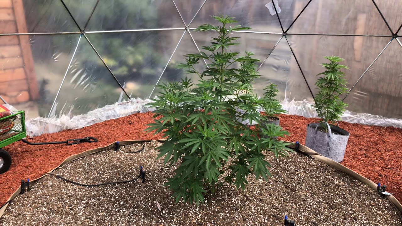 2018 outdoor medical cannabis update 🌱