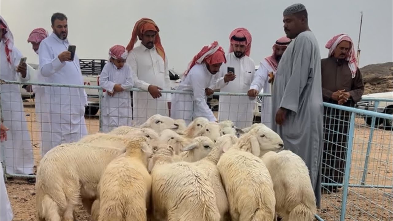 اسعار التيوس والطليان بسوق التميز للمواشي بشقصان جنوب الطائف الخميس ١٤٤٦/١١/١٠هـ