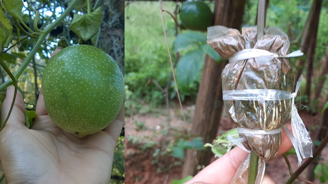 Grafting passion fruit | How to | Lifestyle Like Share