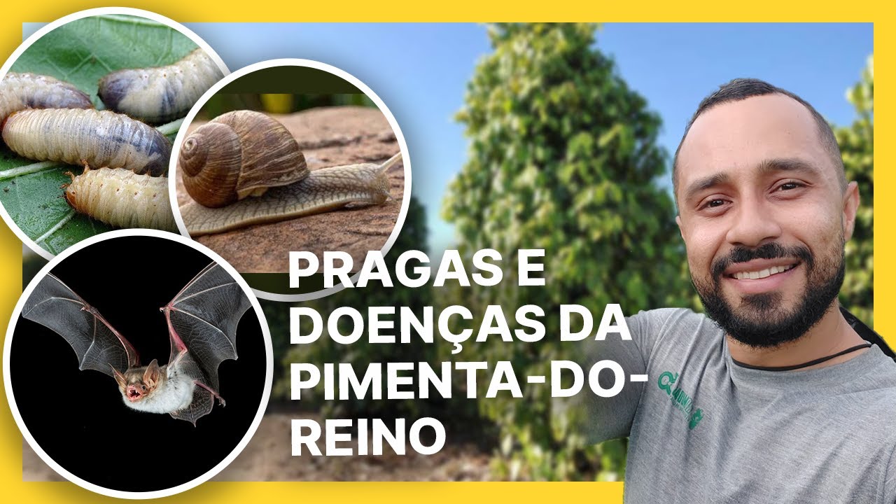 PIMENTA-DO-REINO | Assista antes de plantar Pimenta-do-reino - Doenças e Pragas