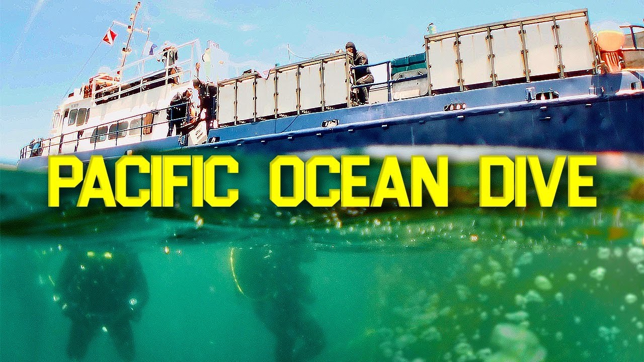 MASSIVE Kelp Forest 30 Feet Below...