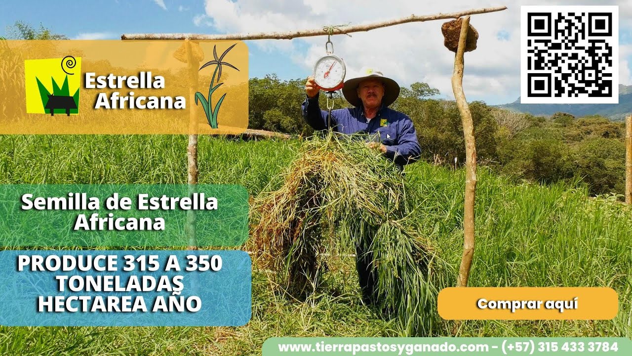 Produce 350 TONELADAS!!! Pasto Estrella Africana