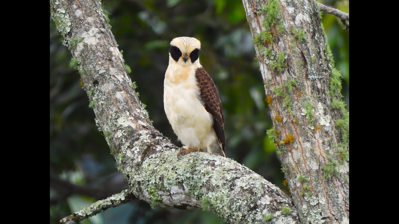 Macagua rieur (Herpetotheres cachinnans) - Province de Cartago - Costa Rica