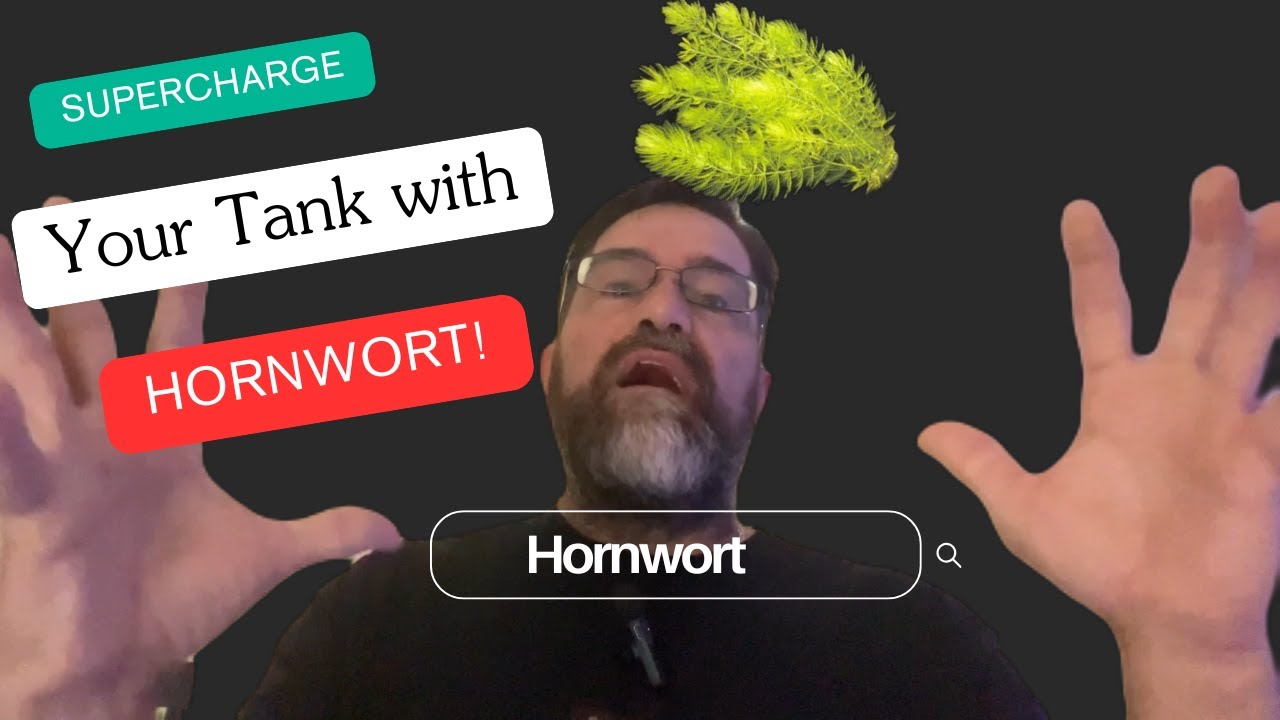 Hornwort Hacks for Crystal Clear Aquariums!