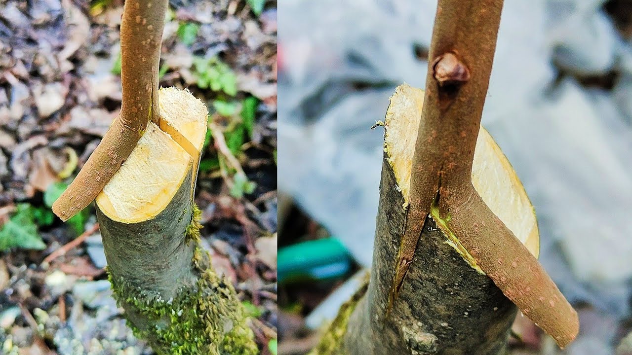 Grafting persimmon tree | Plant grafting techniques