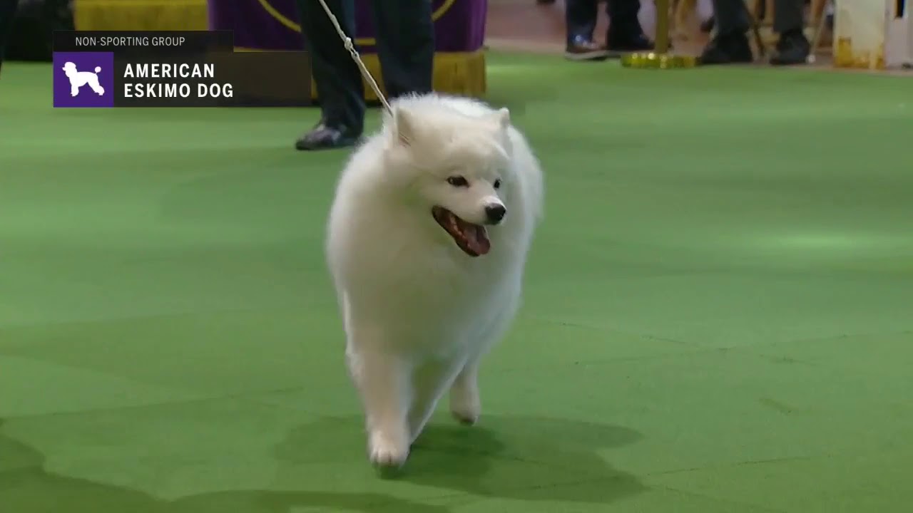 American Eskimo Dogs | Breed Judging 2019