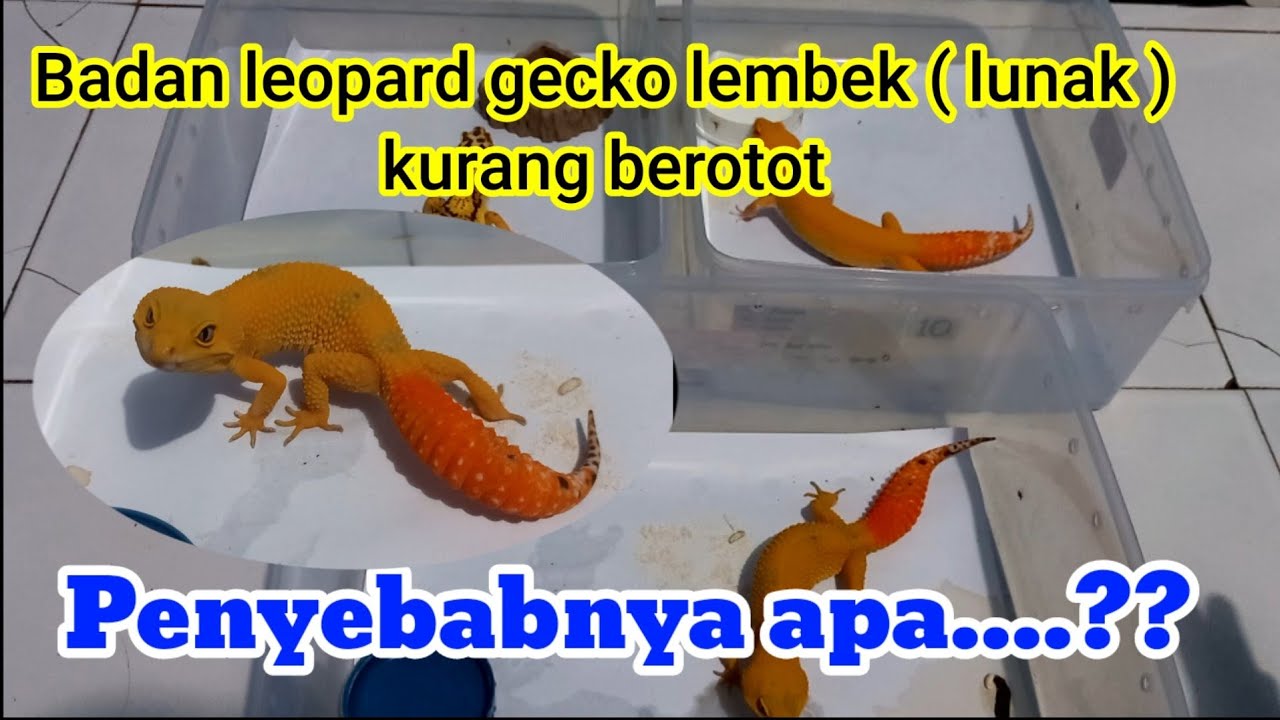 EFEK BERLEBIHAN PEMBERIAN ULAT HONGKONG PADA LEOPARD GECKO.