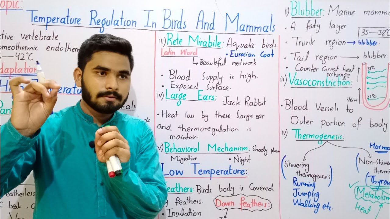Temperature Regulation In Birds And Mammals In Urdu Hindi By Haider Ali || BS Zoology || BSc || MSc
