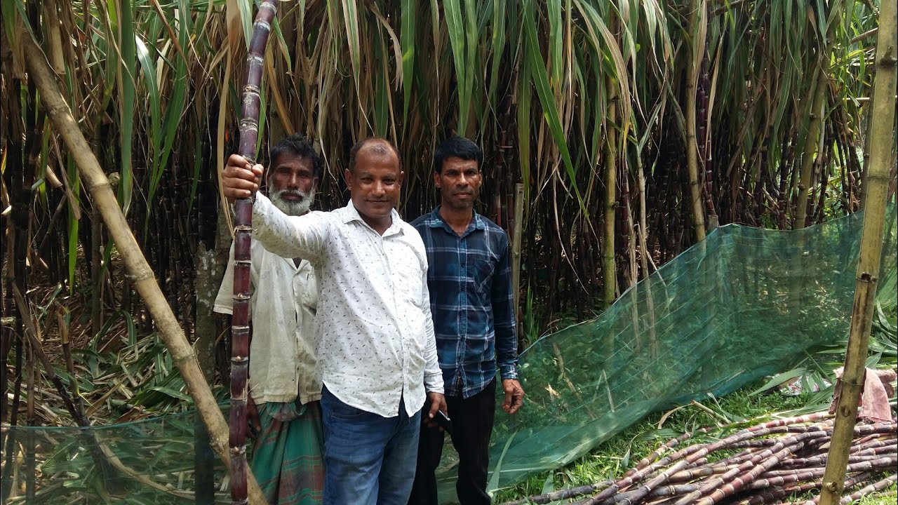 গাজীপুর থেকে ফিলিপাইন আখ কিনতে এসেছেন এই ভাই। আখ/কাটিং কিনতে: