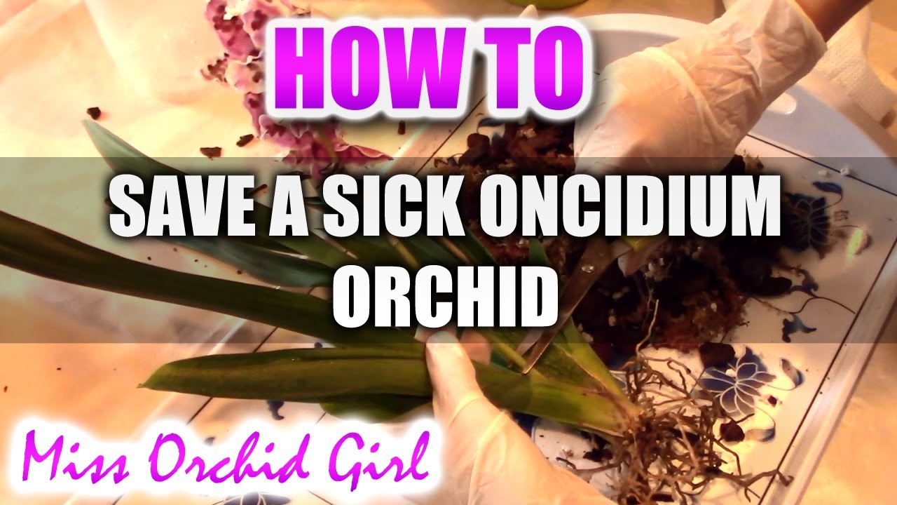 How to save a sick Oncidium type Orchid - First steps to a healthy recovery