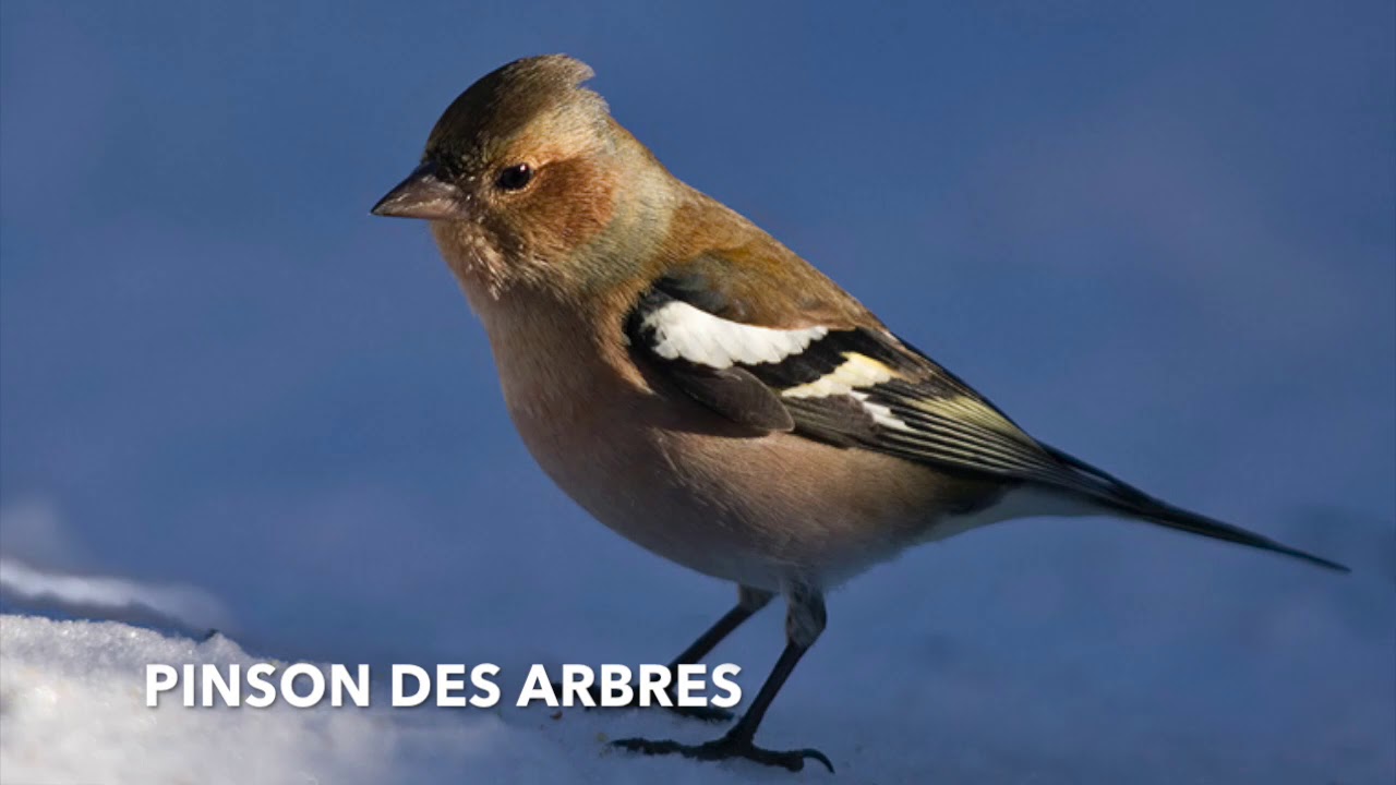 CHANT DU PINSON DES ARBRES